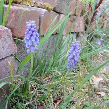 Muscari