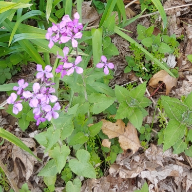 Lunaria annua