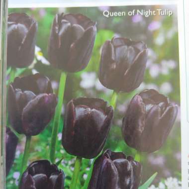 Tulipa 'Queen of Night'