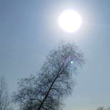 Betula papyrifera