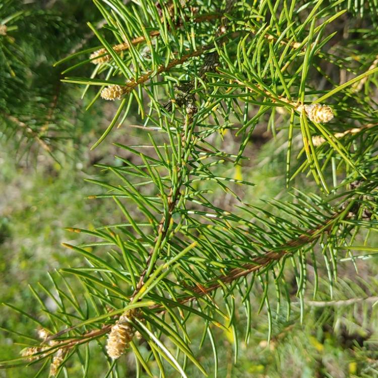 Plant image Pinus