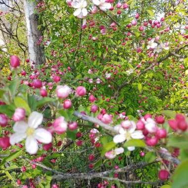 Malus x floribunda