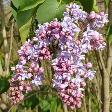 Syringa