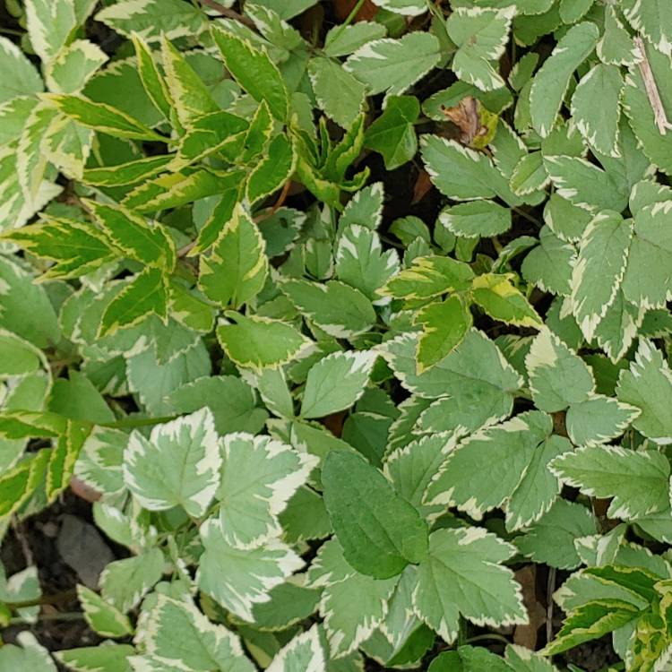 Plant image Aegopodium podagraria 'variegata'