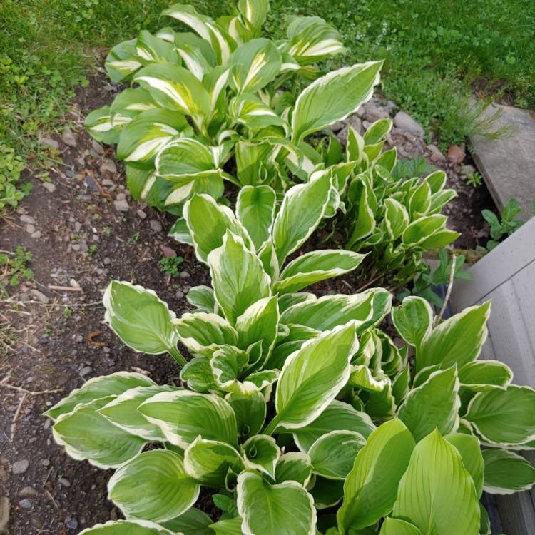 Plant image Hosta 'Aureomarginata' (ventricosa) syn. Hosta ventricosa 'Aureomarginata', Hosta 'Variegata' (ventricosa), Hosta 'Ventricosa Variegata'