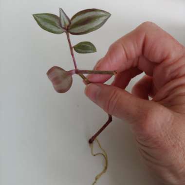 Tradescantia zebrina  syn. Tradescantia tricolor, Tradescantia zebrina pendula, Tradescantia pendula