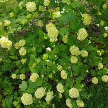 Hydrangea arborescens 'Lime Rickey' syn. Hydrangea arborescens 'Smnhalr'