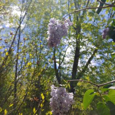 Syringa