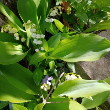 Convallaria majalis