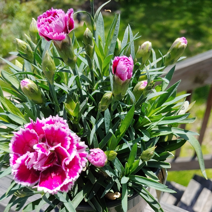 Plant image Dianthus Super Trouper