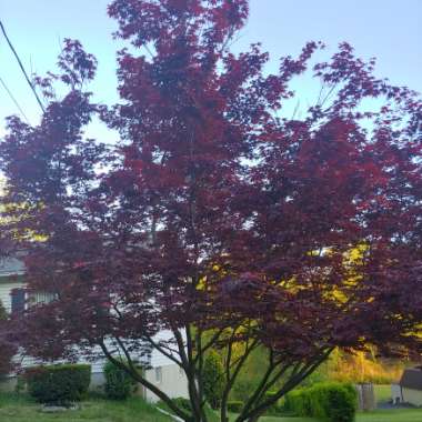 Acer palmatum