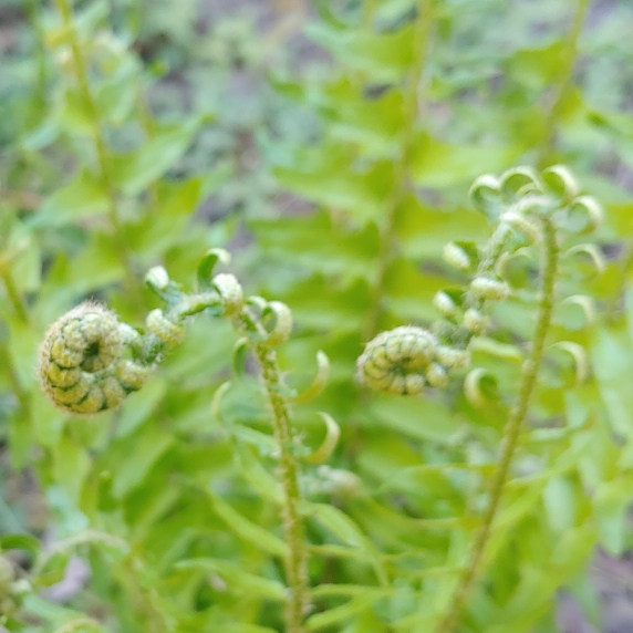 plant image 1478864