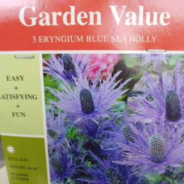 Eryngium