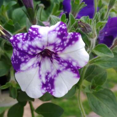 Petunia 'Kleph15313' syn. Petunia 'Night Sky', Petunia 'Headliner Night Sky'