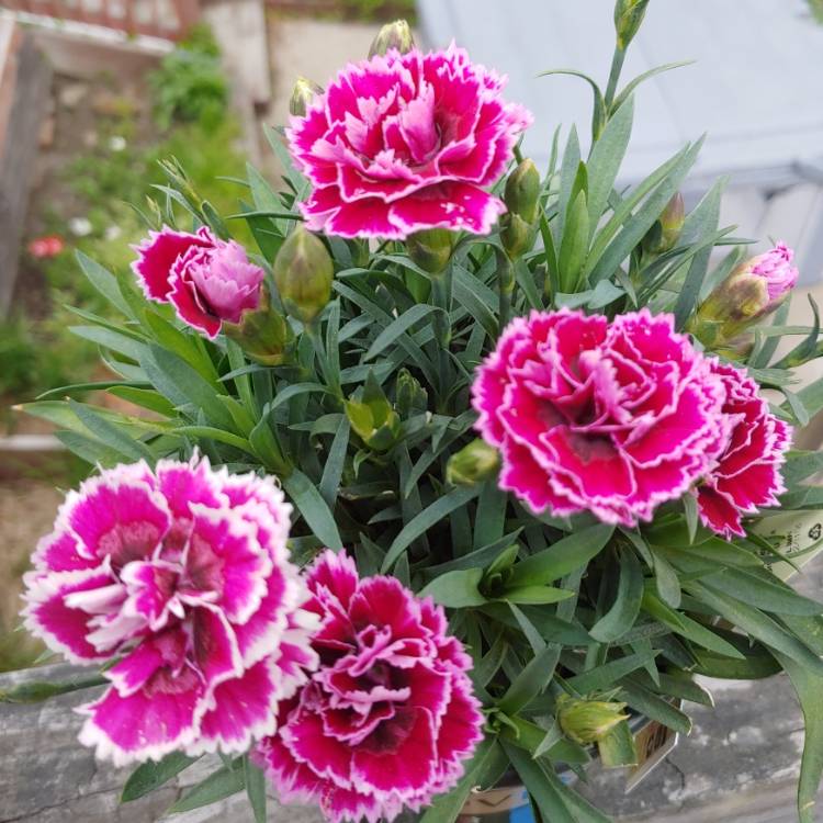 Plant image Dianthus Super Trouper