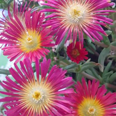 Delosperma dyeri 'Red Mountain'