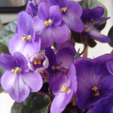 Streptocarpus sect. Saintpaulia  syn. Saintpaulia