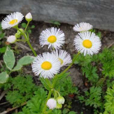 Erigeron karvinskianus