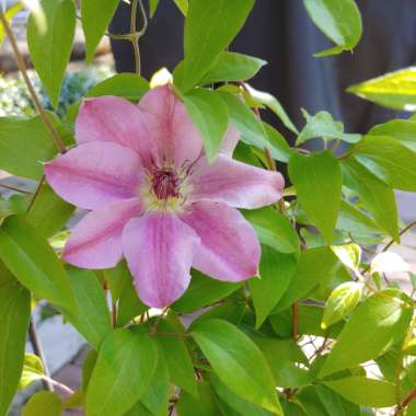 Clematis 'Nelly Moser'