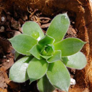 Sempervivum Erica