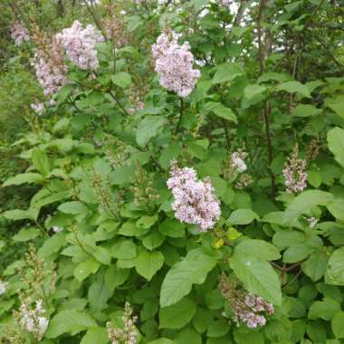 Syringa x persica