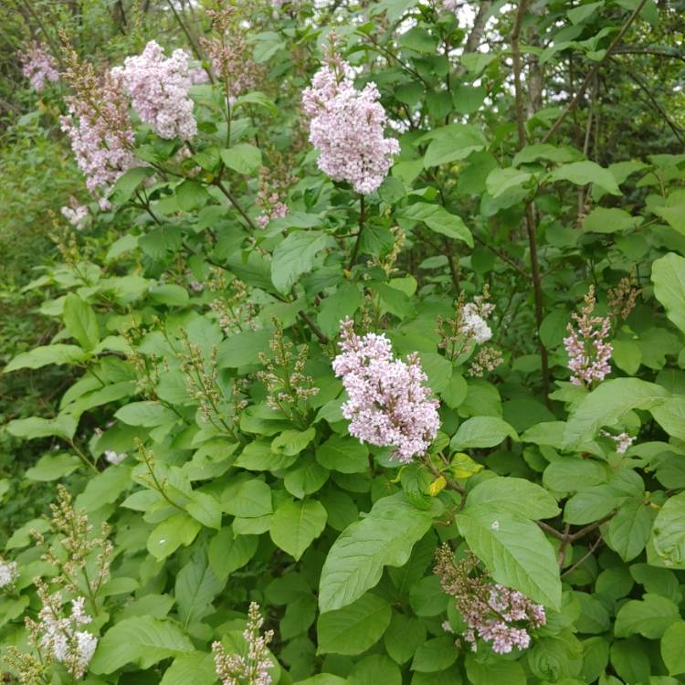 Plant image Syringa x persica