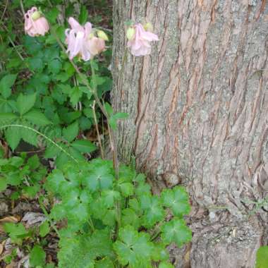 Aquilegia