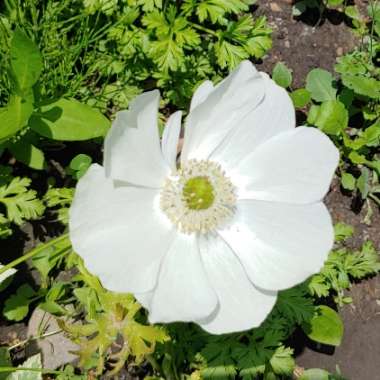 Anemone coronaria