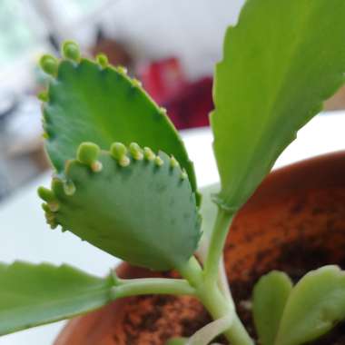 Kalanchoe daigremontiana syn. Bryophyllum daigremontianum