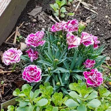 Dianthus Super Trouper