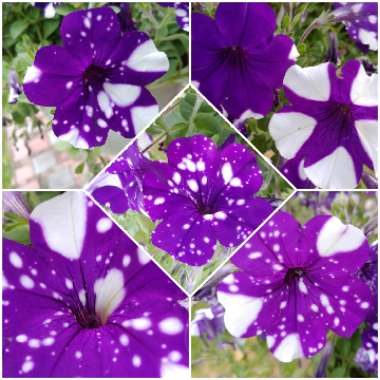 Petunia 'Kleph15313' syn. Petunia 'Night Sky', Petunia 'Headliner Night Sky'