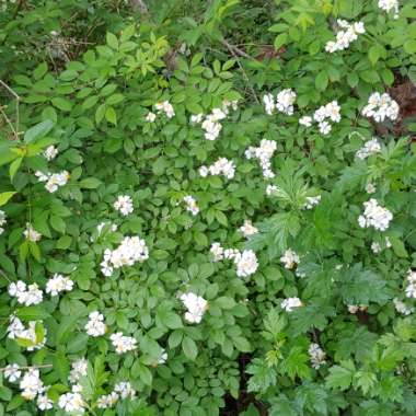 Rosa multiflora syn. Rosa polyantha