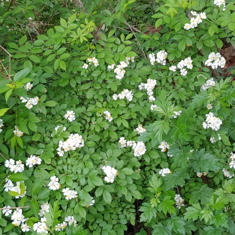 Plant image Rosa multiflora syn. Rosa polyantha