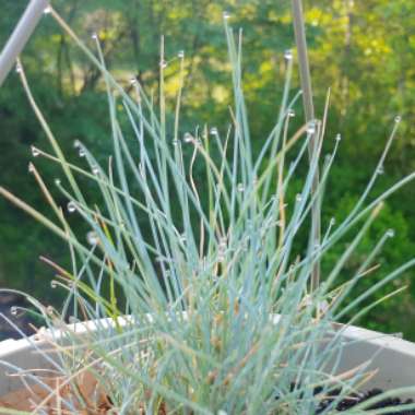 Festuca glauca