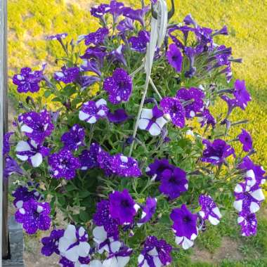 Petunia 'Kleph15313' syn. Petunia 'Night Sky', Petunia 'Headliner Night Sky'