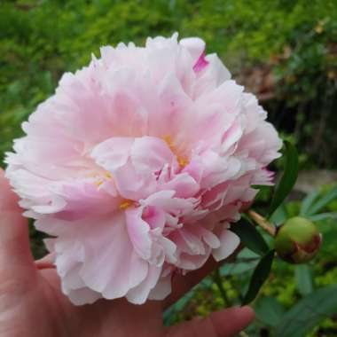 Paeonia lactiflora 'Hermione'