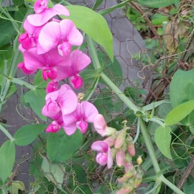 Lathyrus latifolius