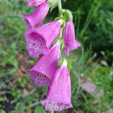 Digitalis purpurea 'Dalmatian Mixed'