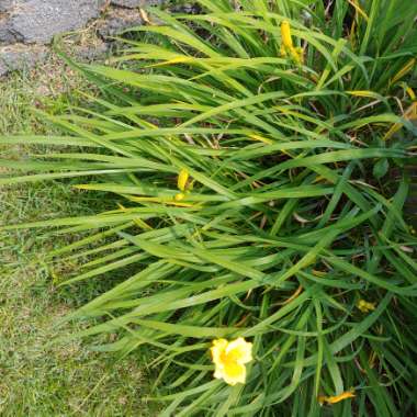 Hemerocallis lilioasphodelus