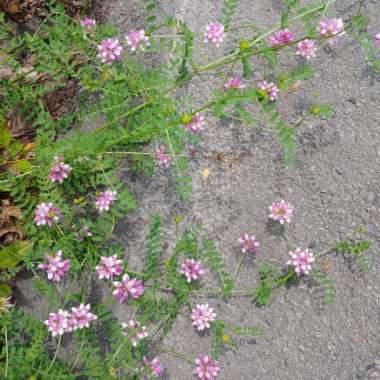 Securigera varia syn. Coronilla varia