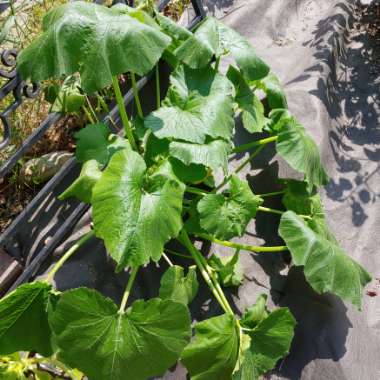 Cucurbita pepo 'Dark Green Zucchini'