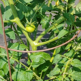 Plant image Solanum lycopersicum 'Red Beefsteak'