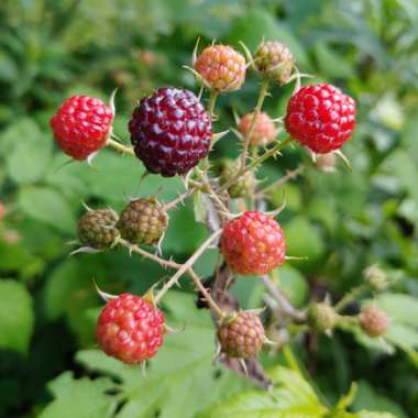 Rubus idaeus