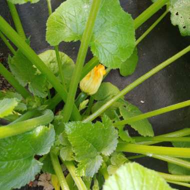 Cucurbita pepo 'Dark Green Zucchini'