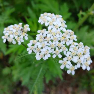 Achillea