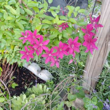 Clematis viticella 'Madame Julia Correvon'