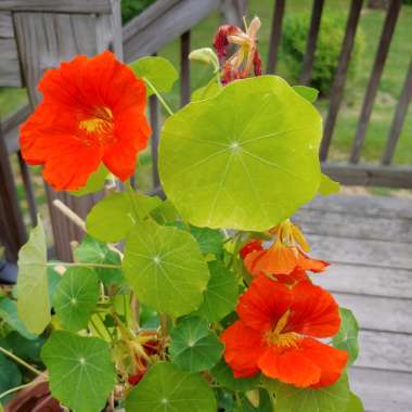 Tropaeolum majus 'Empress of India'