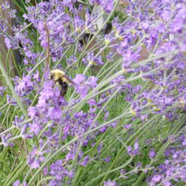 Lavandula