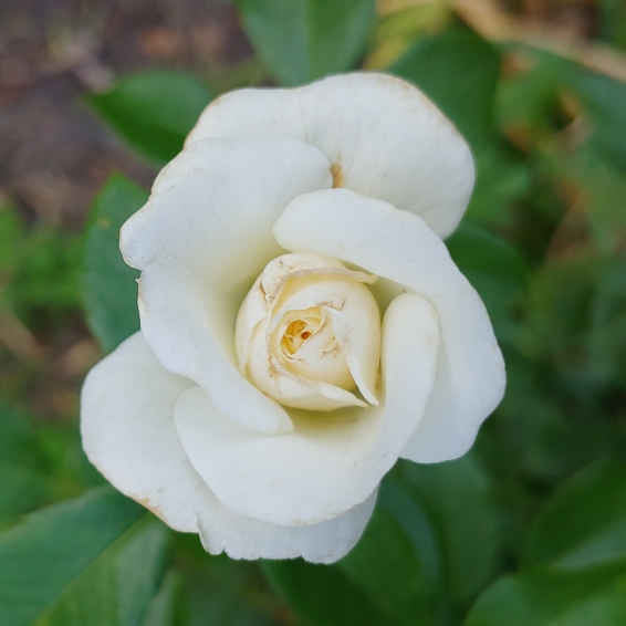 plant image 1502093