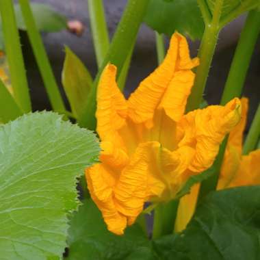 Cucurbita pepo 'Dark Green Zucchini'